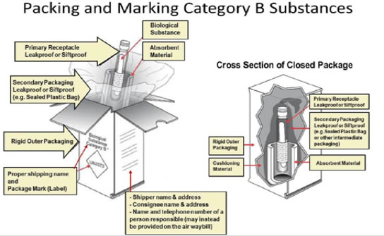 Packing and Marking Category B Substances Images

This slide shows two images related to packing and marking Category B substances. 

The first image shows a breakdown of what materials are used to pack a Category B substance and how they should be labeled.

The biological substance is packed within a primary leakproof or siftproof receptacle. The primary receptacle is surrounded by absorbent material and enclosed within a secondary leakproof packaging (e.g. sealed plastic bag). These items are contained within a rigid outer packaging with a proper shipping name and package mark (label) affixed to the outside. The outer packaging will also be marked with the following information:
1. shipper name and address
2. consignee name and address
3. name and telephone number of person responsible (this information may also be provided on the air waybill) 

The second image gives another perspective for viewing the packaging of a Category B substance. This instance shows a cross section of a closed package. The packaging for Category B and exempt patient specimens consists of three main components. The specimen is contained within a primary leakproof receptacle. The primary receptacle is then packaged within a leakproof secondary packaging containing a sufficient absorbent for liquids. The receptacles are then wrapped with cushioning materials and placed within a rigid outer packaging.